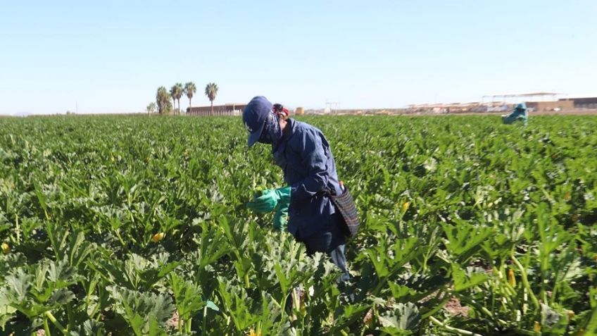 Avanza cosecha de hortalizas en la Costa de Hermosillo, señala presidente de la AOANS
