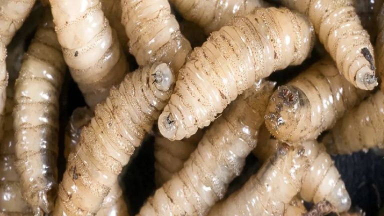 Wahis confirma 9 perros infectados por gusano barrenador de ganado en México