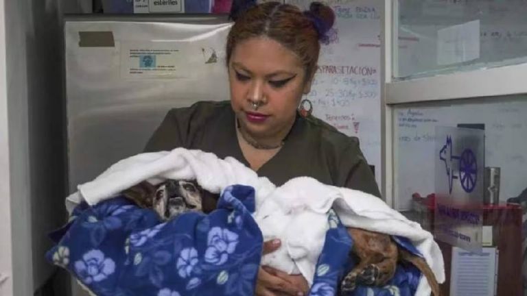 Wahis confirma 9 perros infectados por gusano barrenador de ganado en México