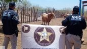 Foto ilustrativa de la nota titulada Recuperan ganado robado en rancho de Navojoa; los responsables lograron darse a la fuga