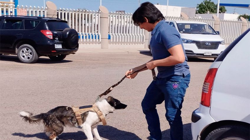 Urge solucionar la sobrepoblación canina en calles de Cajeme