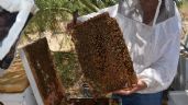 Foto ilustrativa de la nota titulada Sequía afecta a apicultores de Sonora; hay amenaza en la producción de miel y polinización