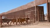 Foto ilustrativa de la nota titulada 25 mil cabezas de ganado han dejado de cruzar de Sonora a EU por cierre de frontera