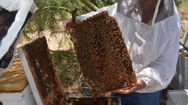Sequía afecta a apicultores de Sonora; hay amenaza en la producción de miel y polinización