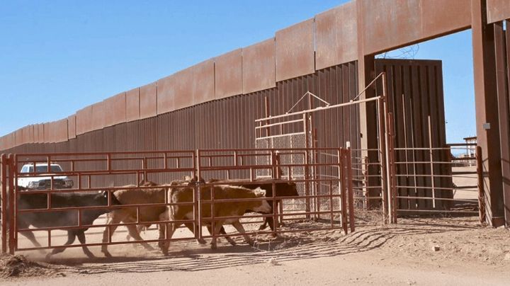 25 mil cabezas de ganado han dejado de cruzar de Sonora a EU por cierre de frontera