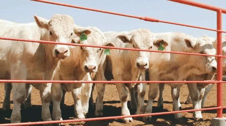 Sector ganadero de Sonora sufre pérdidas millonarias ante cierre de fronteras