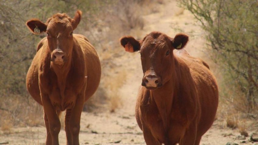 Sonora está libre de gusano barrenador, asegura la Secretaría de Agricultura