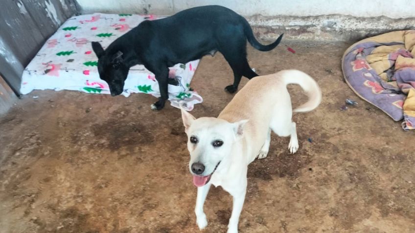 Decenas de perros en condición de calle tienen hogar al ser adoptados en Guaymas