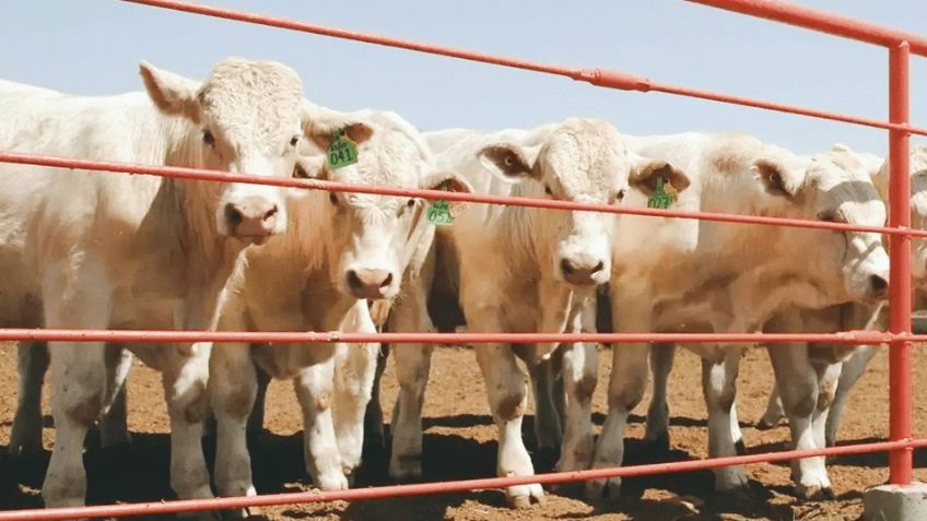 Sector ganadero de Sonora sufre pérdidas millonarias ante cierre de fronteras