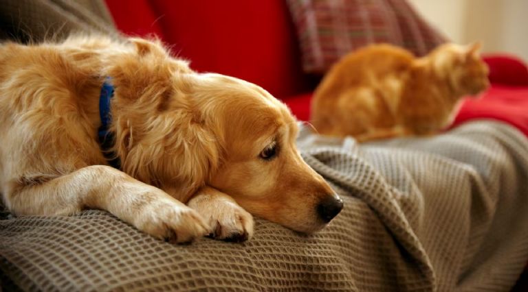 Los habitantes temen que vuelvan a atentar contra la vida de sus mascotas 