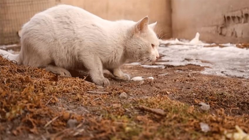 En Puebla, vecinos de Casas Geo y Buenavista denuncian envenenamiento masivo de animales