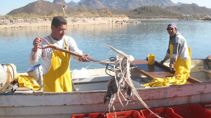 Calamar da 'respiro' a la crisis de ribereños en región Guaymas - Empalme