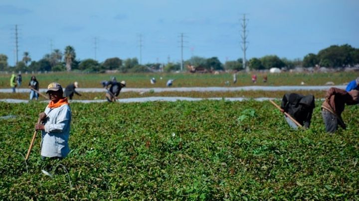 Con el término de las cosechas se reducirá el riesgo de propagación del sarampión en Cajeme