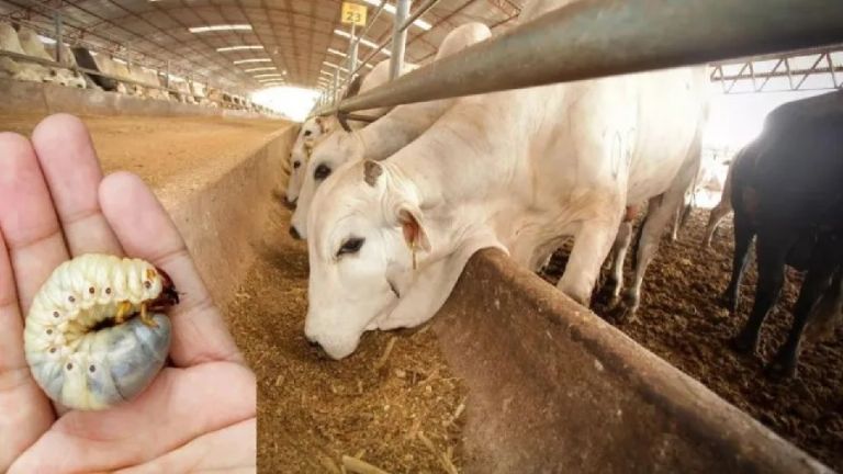 El estado de Chiapas concentra el 60 por ciento de los casos detectados