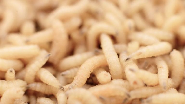 Descarta Sader gusano barrenador en Sonora; confía en que se retomen exportaciones