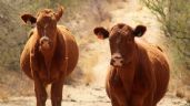 Foto ilustrativa de la nota titulada Sonora ha dejado de exportar 30 mil cabezas de ganado desde el cierre de la frontera