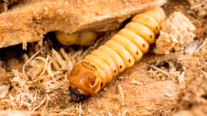 Secretaría de Salud confirma seis casos humanos de miasis por gusano barrenador en México