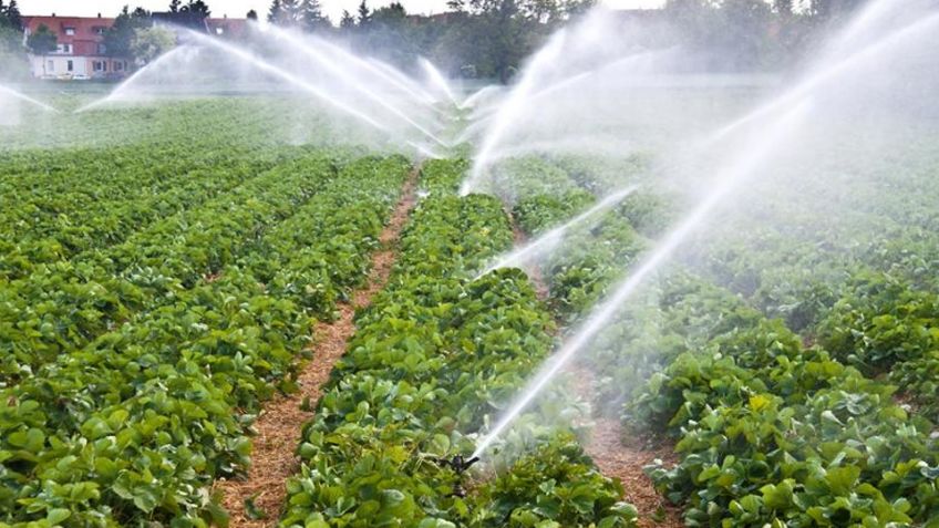 Agricultores del Valle del Yaqui ven con buenos ojos apoyos históricos para la tecnificación