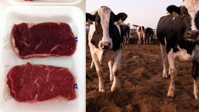 Consumo de carne infectada por gusano barrenador: ¿Es seguro comerla?