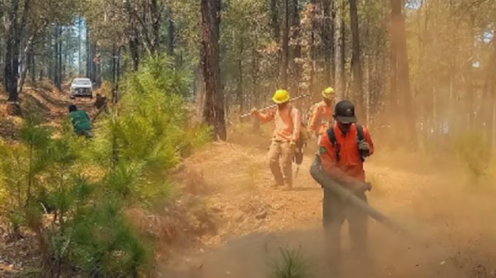 Fue controlado incendio forestal por brigadistas de Protección Civil en Nacori Chico