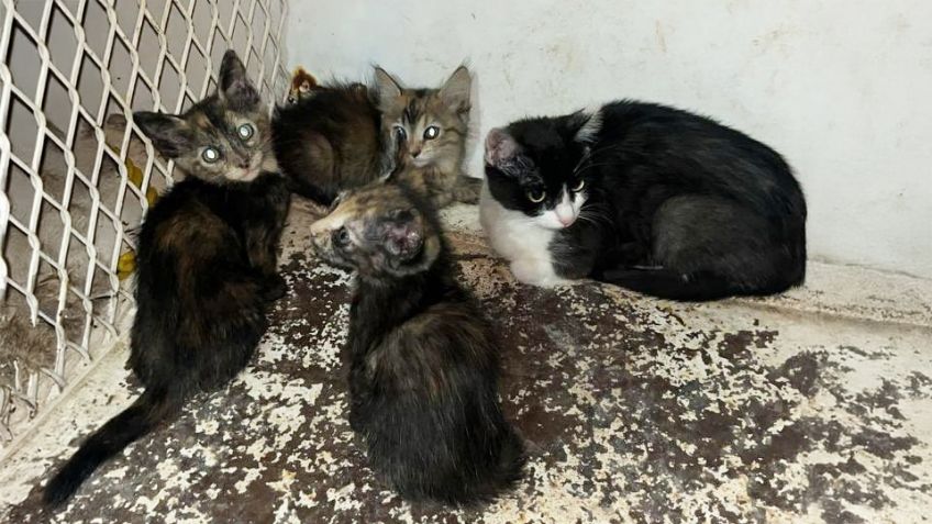 Por maltrato animal, autoridades rescatan a gatos durante cateo a domicilio de Caborca