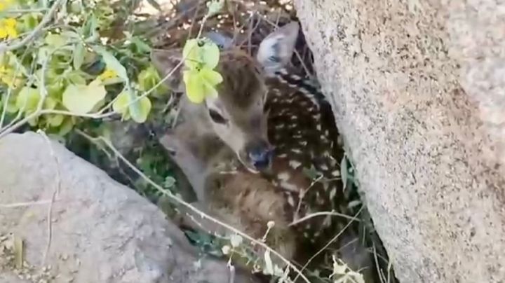 Nace venado sika en el Centro Ecológico de Sonora, confirma gobernador Alfonso Durazo