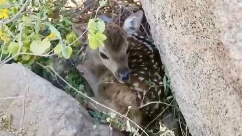 Nace venado sika en el Centro Ecológico de Sonora, confirma gobernador Alfonso Durazo