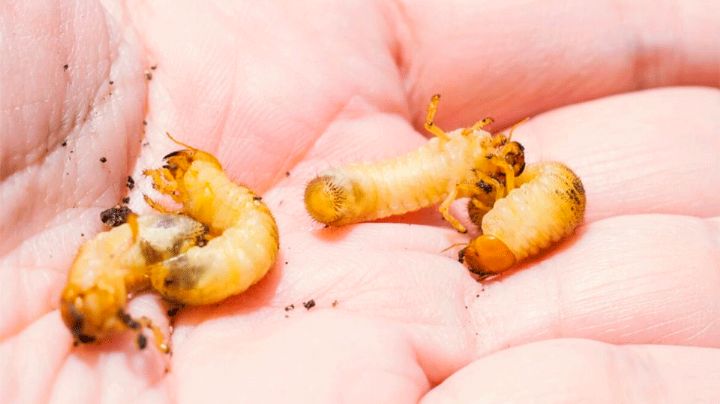 México: Secretaria de salud confirma dos casos humanos de gusano barrenador en Chiapas