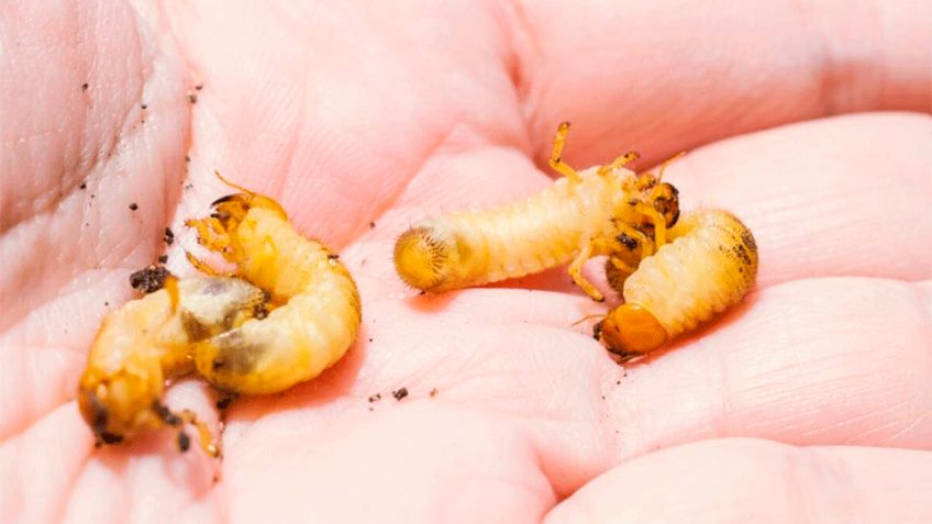 México: Secretaria de salud confirma dos casos humanos de gusano barrenador en Chiapas