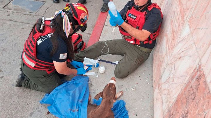 Perrita resulta herida a balazos durante asesinato en Culiacán; la reportan delicada