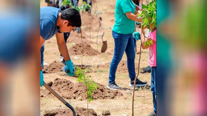 ‘Oxigenando Guaymas’ deja impacto con la plantación de mil 500 arbolitos en la ciudad