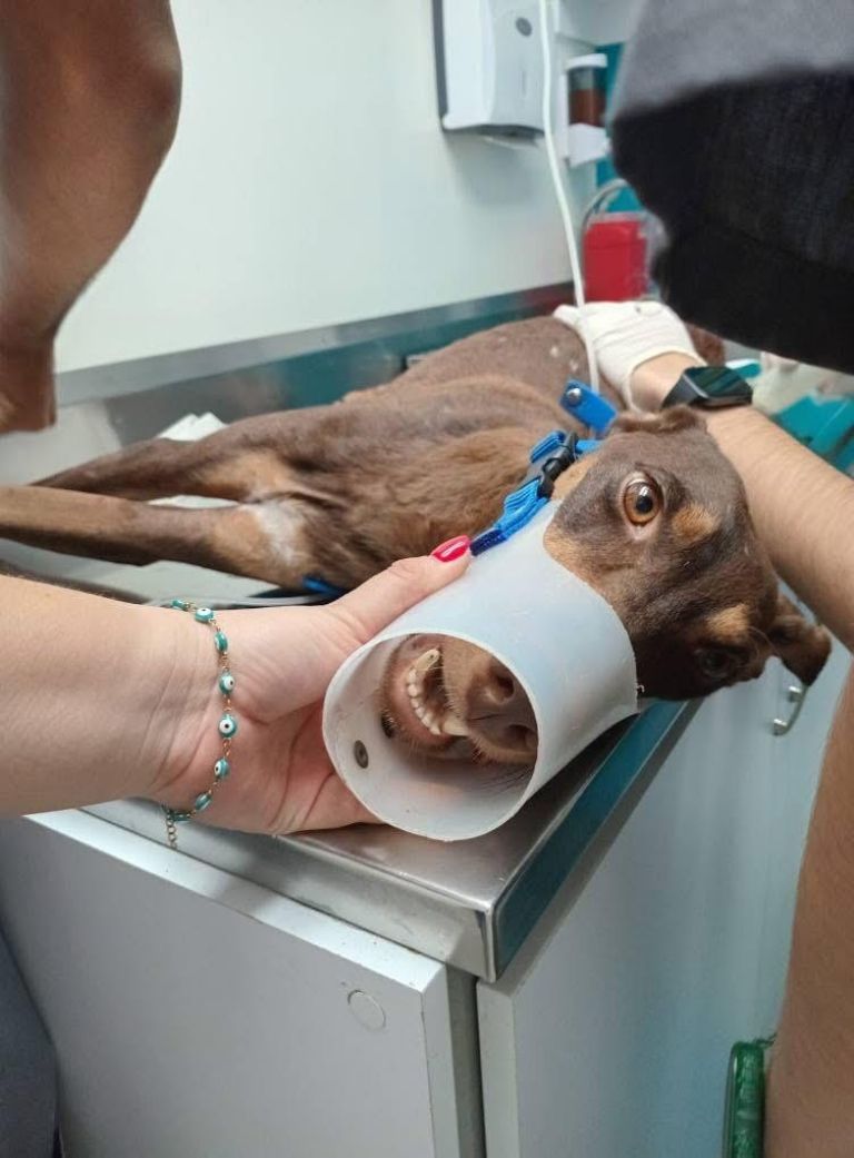 Aseguran que todavía está delicada 