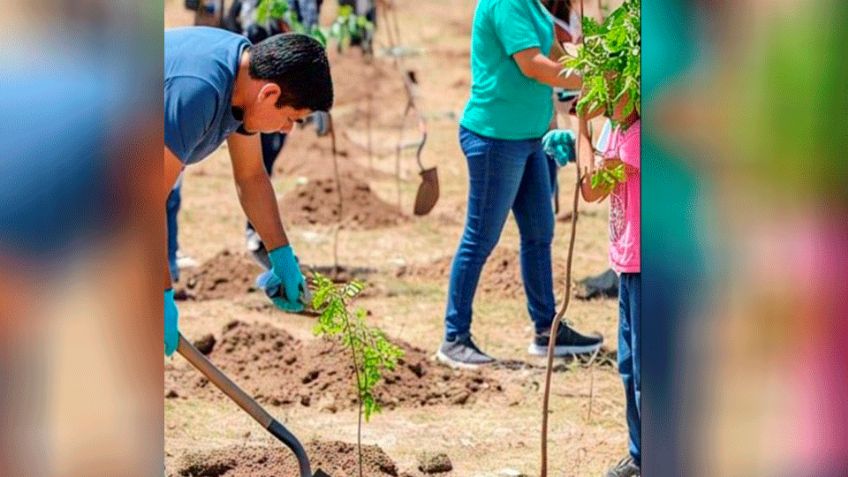 ‘Oxigenando Guaymas’ deja impacto con la plantación de mil 500 arbolitos en la ciudad