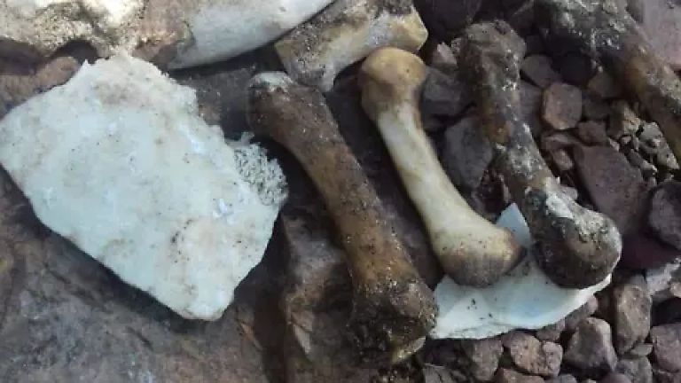 Madres Buscadoras de Nogales encuentra osamenta dentro de fosa clandestina en Bella Vista