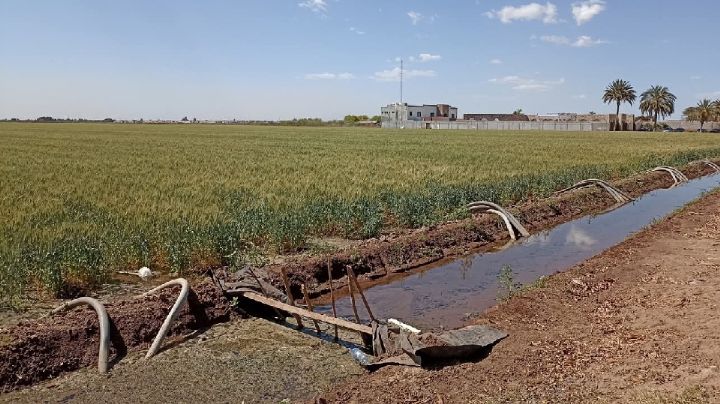 Agricultores están abandonando la actividad ante sequía en el Valle del Yaqui: DRRY