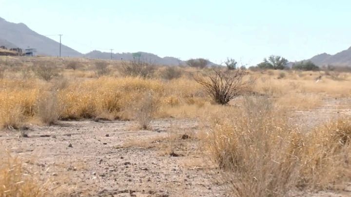 Le apuestan agricultores a sobrevivir; hay inseguridad en el campo por desempleo: Alcano