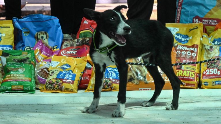 La campaña de donación 'Croquetón Cajeme 2025' busca un mayor bienestar animal