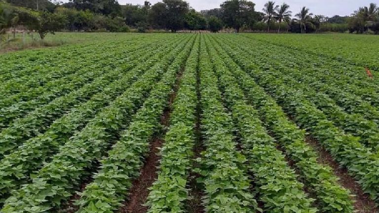 Le apuestan agricultores a sobrevivir; hay inseguridad en el campo por desempleo Alcano