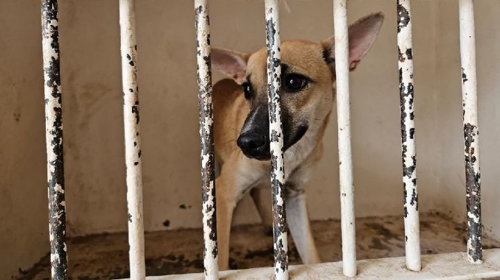 Solo en casos especiales continúa el sacrificio de perros en Control Animal de Cajeme