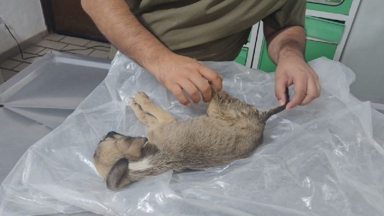 Solo en casos especiales continúa el sacrificio de perros en Control Animal de Cajeme