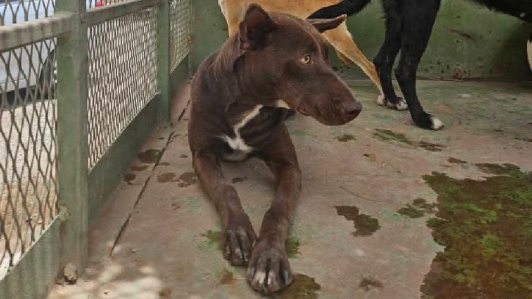 Solo en casos especiales continúa el sacrificio de perros en Control Animal de Cajeme