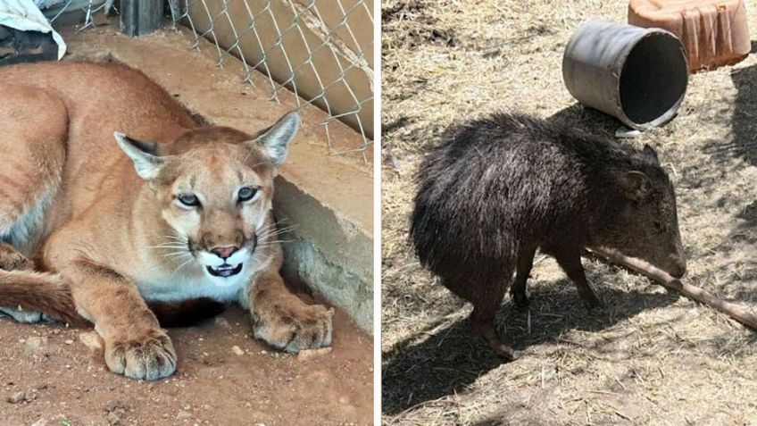 Hallan animales exóticos, armamento, vehículos y drogas tras cateo en Madalena de Kino
