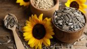 Foto ilustrativa de la nota titulada: Beneficios medicinales de la semilla de girasol: Lo que dice la ciencia