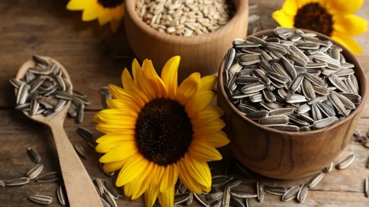 Beneficios medicinales de la semilla de girasol: Lo que dice la ciencia