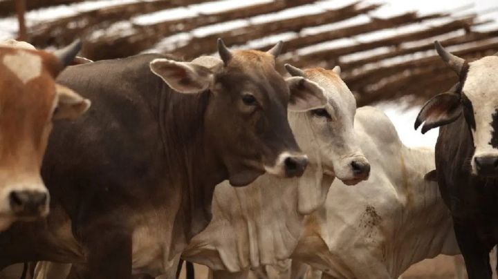 En Chiapas se incrementan a 15 los casos de miasis por gusano barrenador en humanos