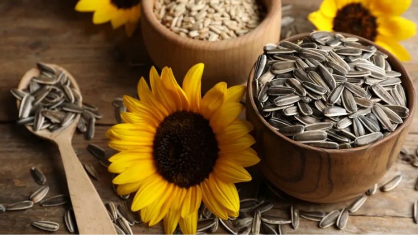 Beneficios medicinales de la semilla de girasol: Lo que dice la ciencia
