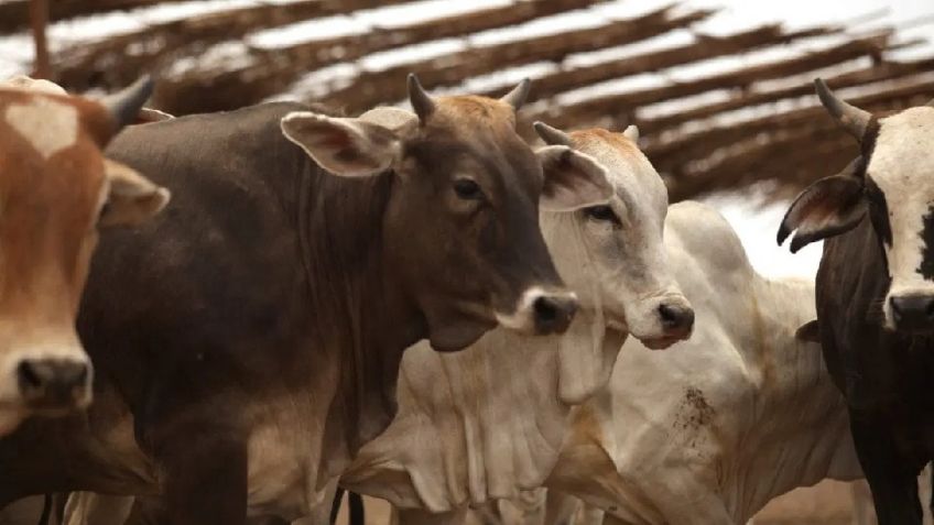 En Chiapas se incrementan a 15 los casos de miasis por gusano barrenador en humanos