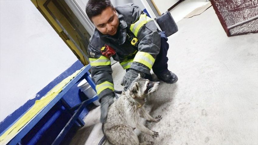 En lo que va 2025, Bomberos de Hermosillo han rescatado a 130 animales silvestres