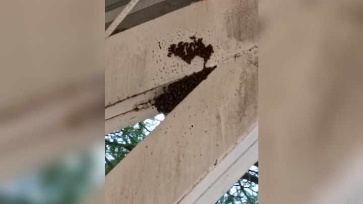 Ciudad Obregón: Panal de abejas ahuyenta a familias y depositarios del parque