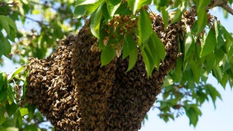 Ciudad Obregón Panal de abejas ahuyenta a familias y depositarios del parque